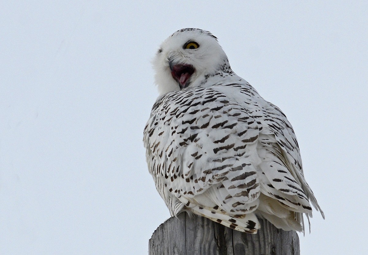 Snowy Owl - ML625012266