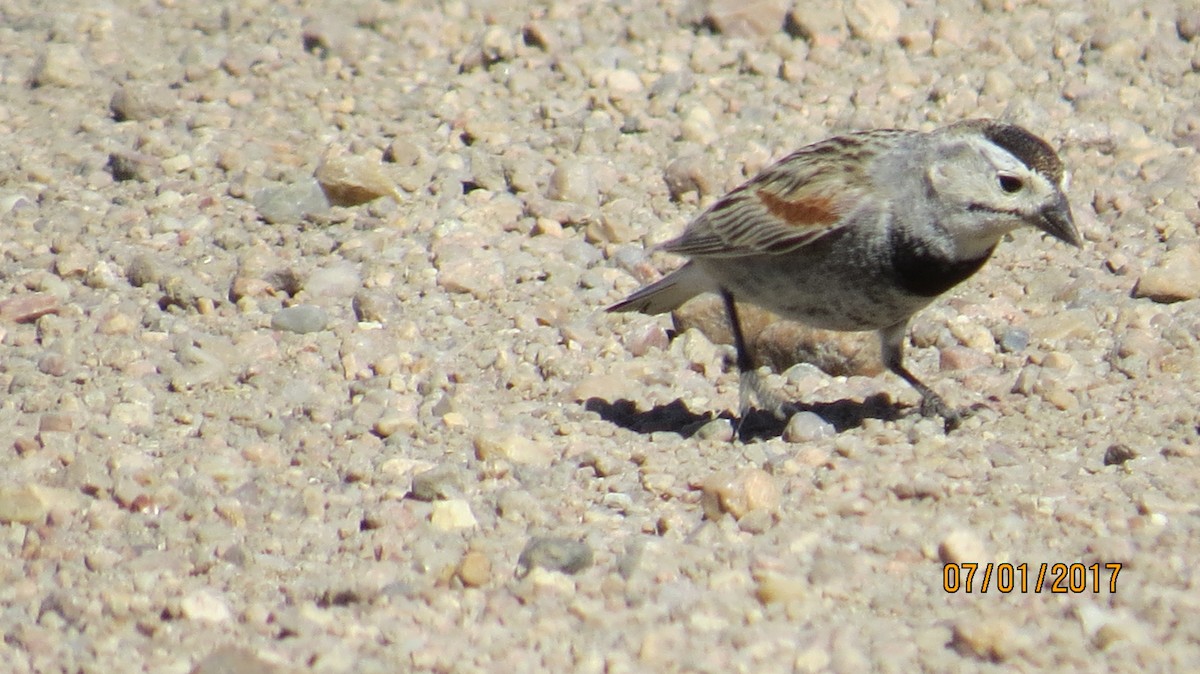 Thick-billed Longspur - ML62501231