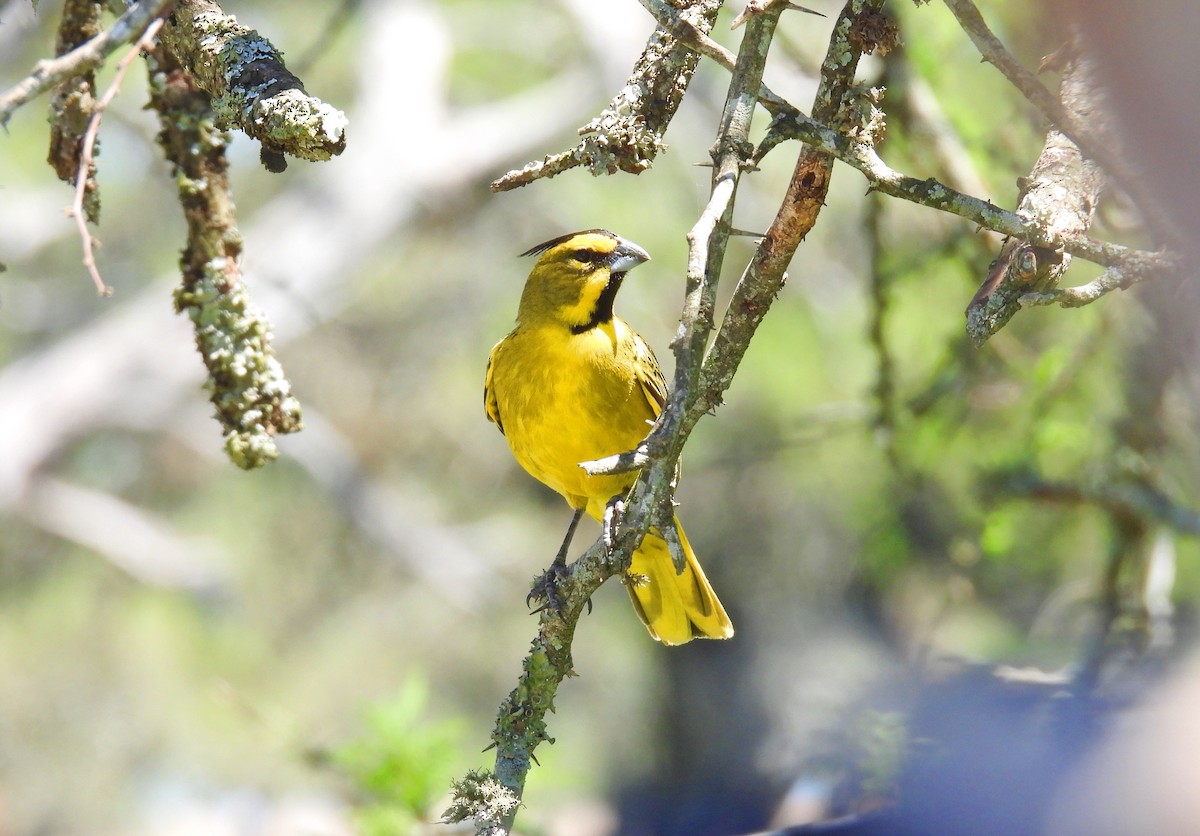 Yellow Cardinal - Luciano Buck