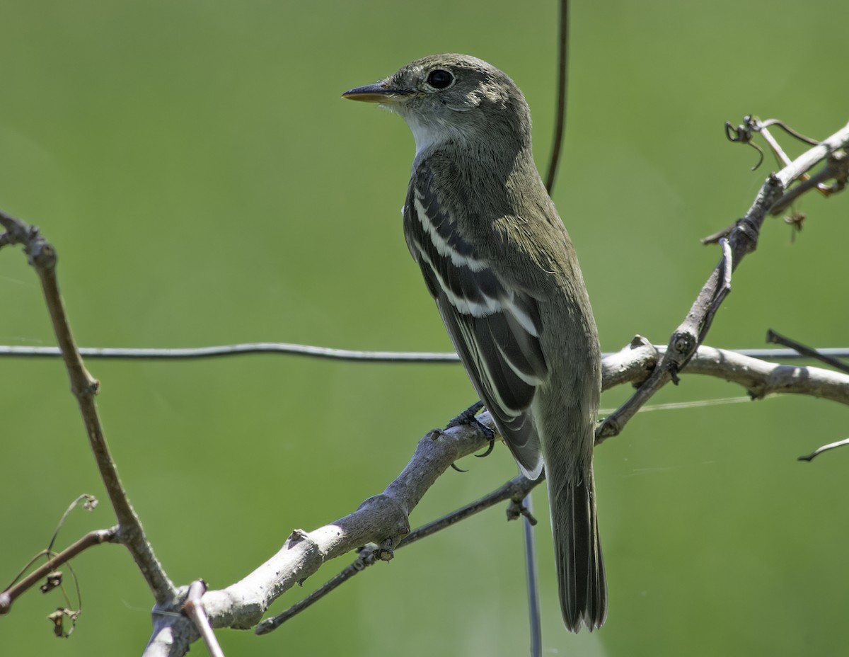 Alder Flycatcher - ML625012338