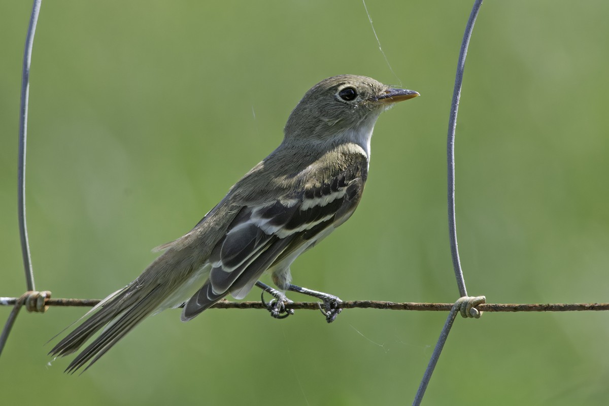 Alder Flycatcher - ML625012339