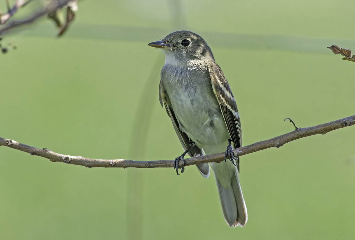 Alder Flycatcher - Denny Swaby