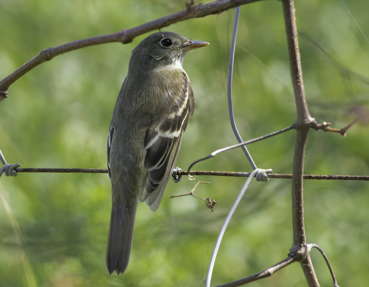 Alder Flycatcher - ML625012418