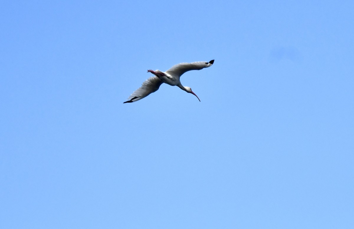 White Ibis - ML625012482