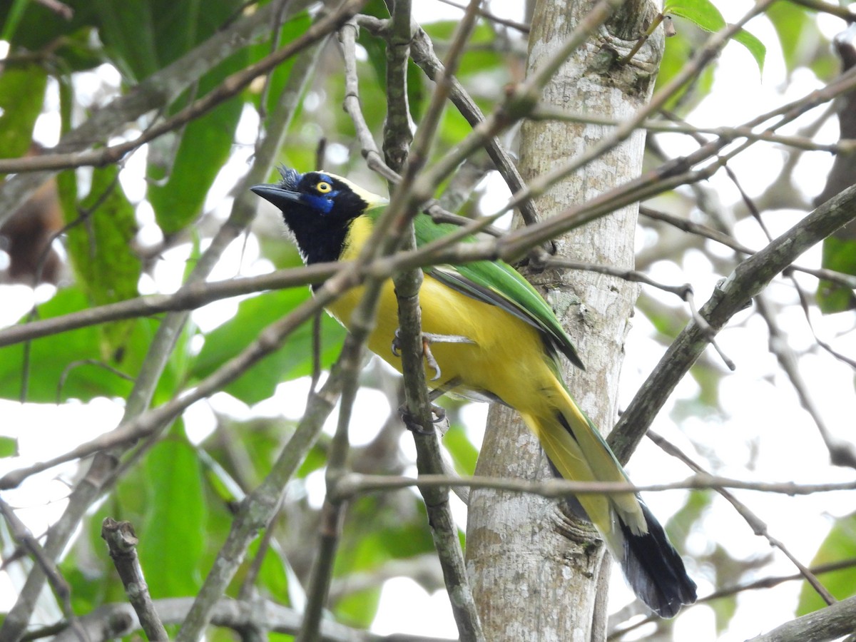 Green Jay - ML625012610