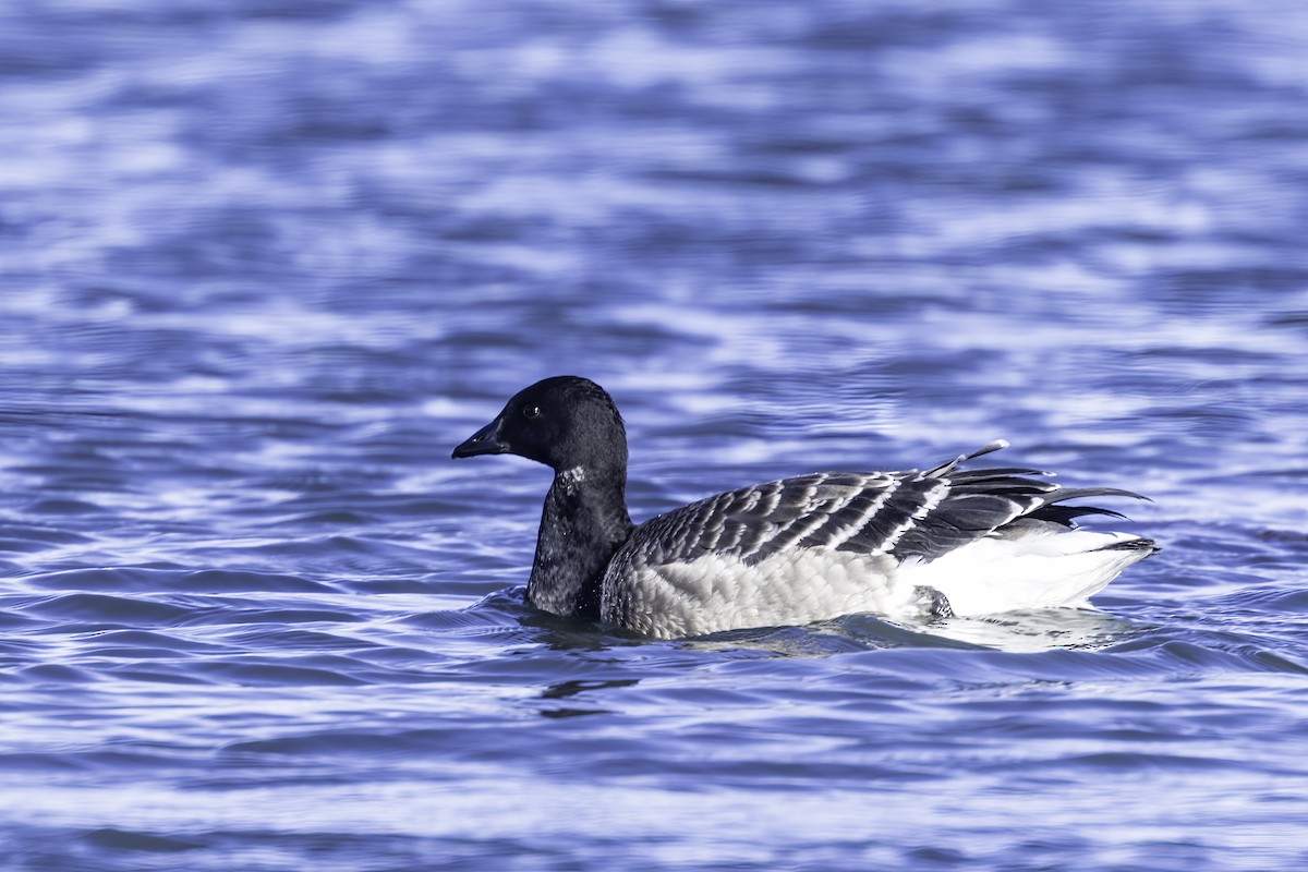 Brant - ML625012665