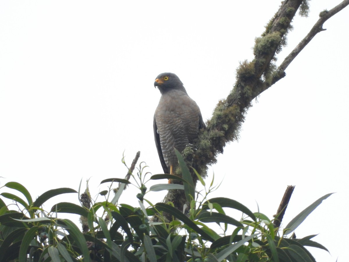 Roadside Hawk - ML625012674