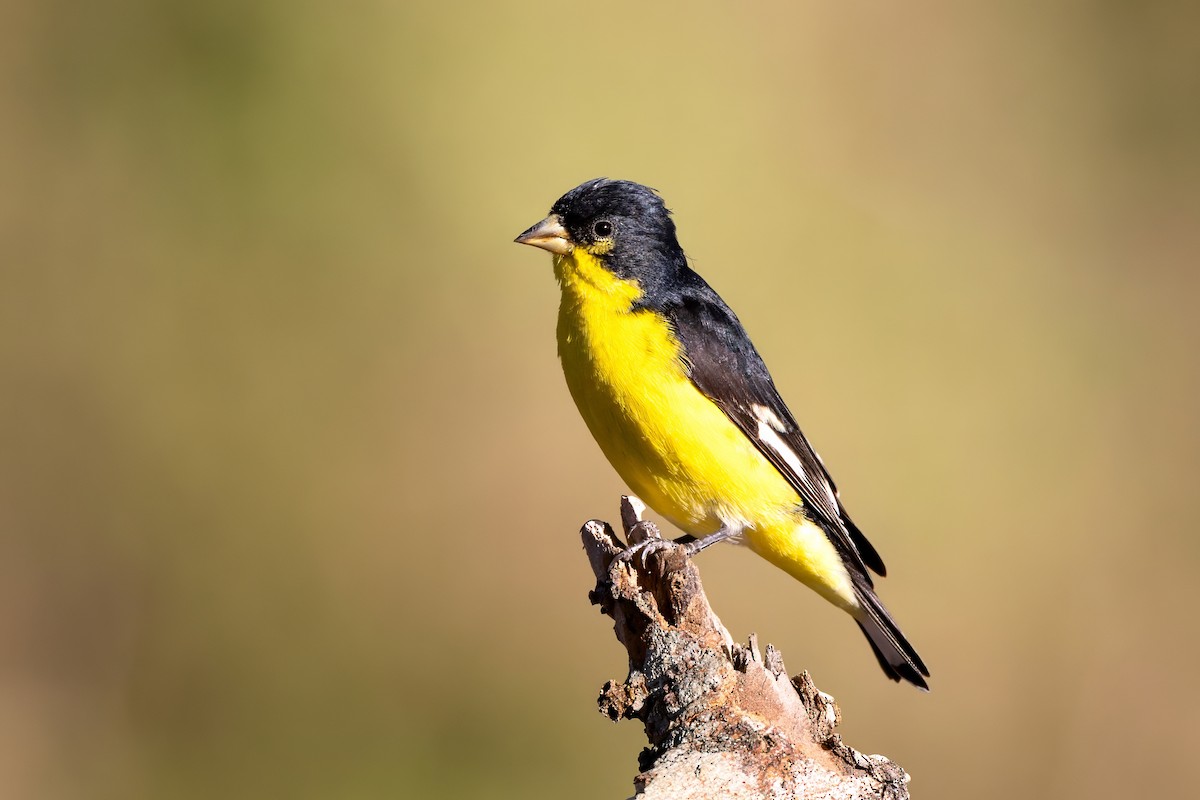 Lesser Goldfinch - ML625012706