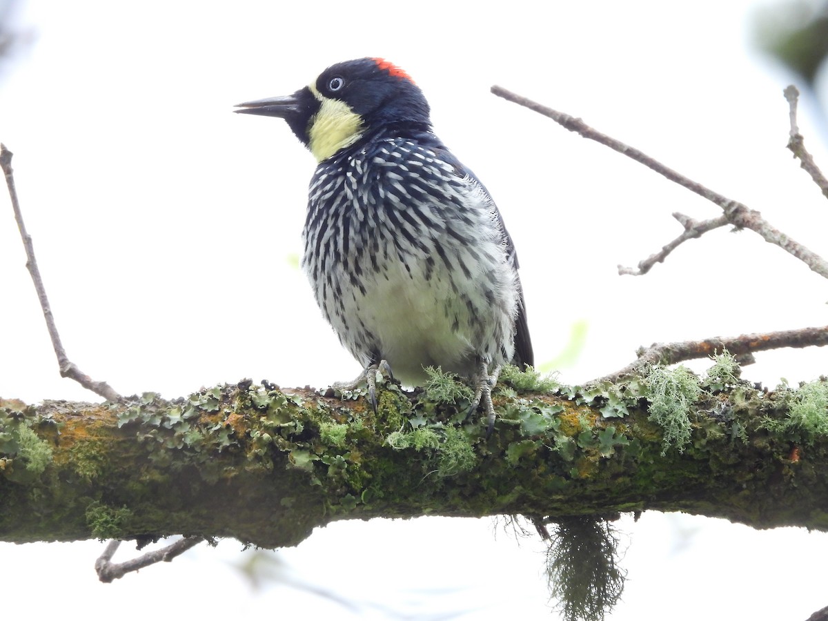 Acorn Woodpecker - ML625012761