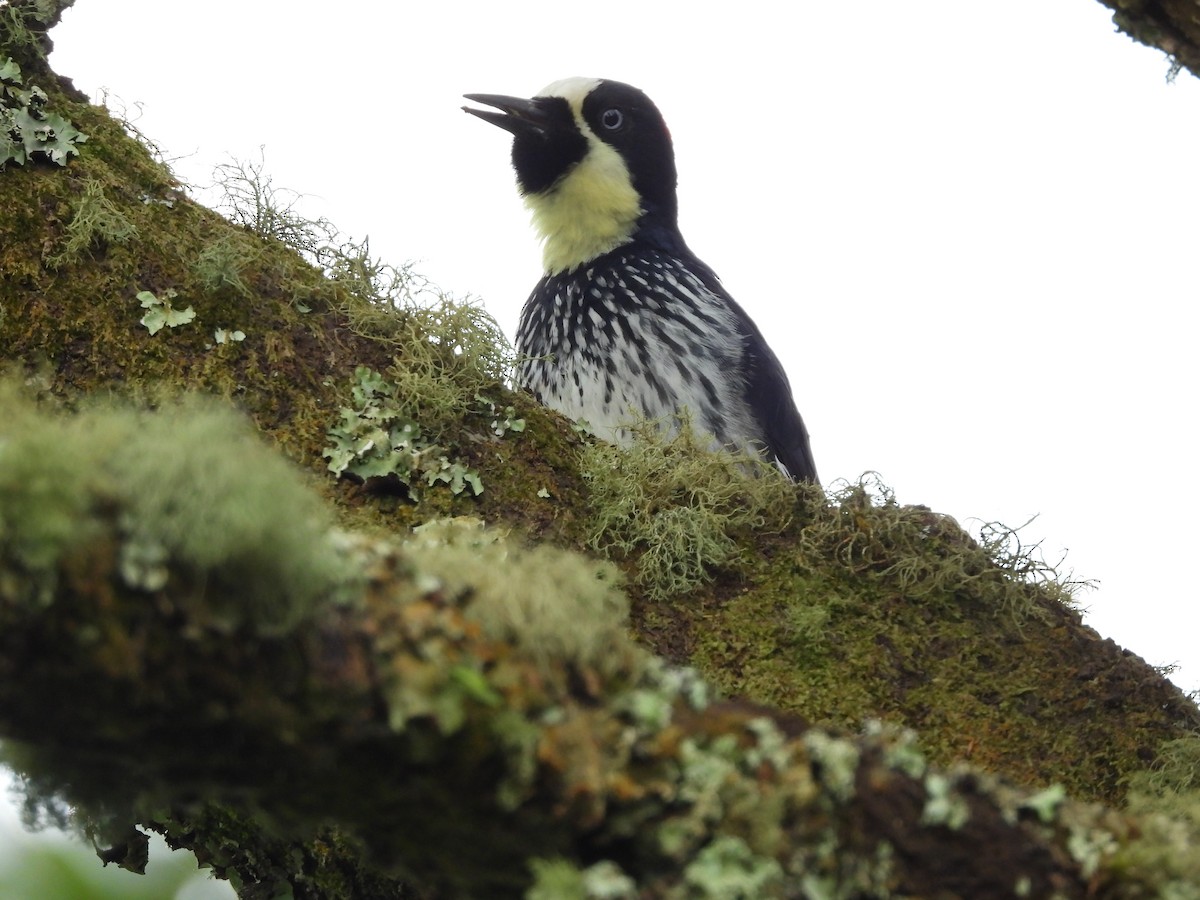 Acorn Woodpecker - ML625012762