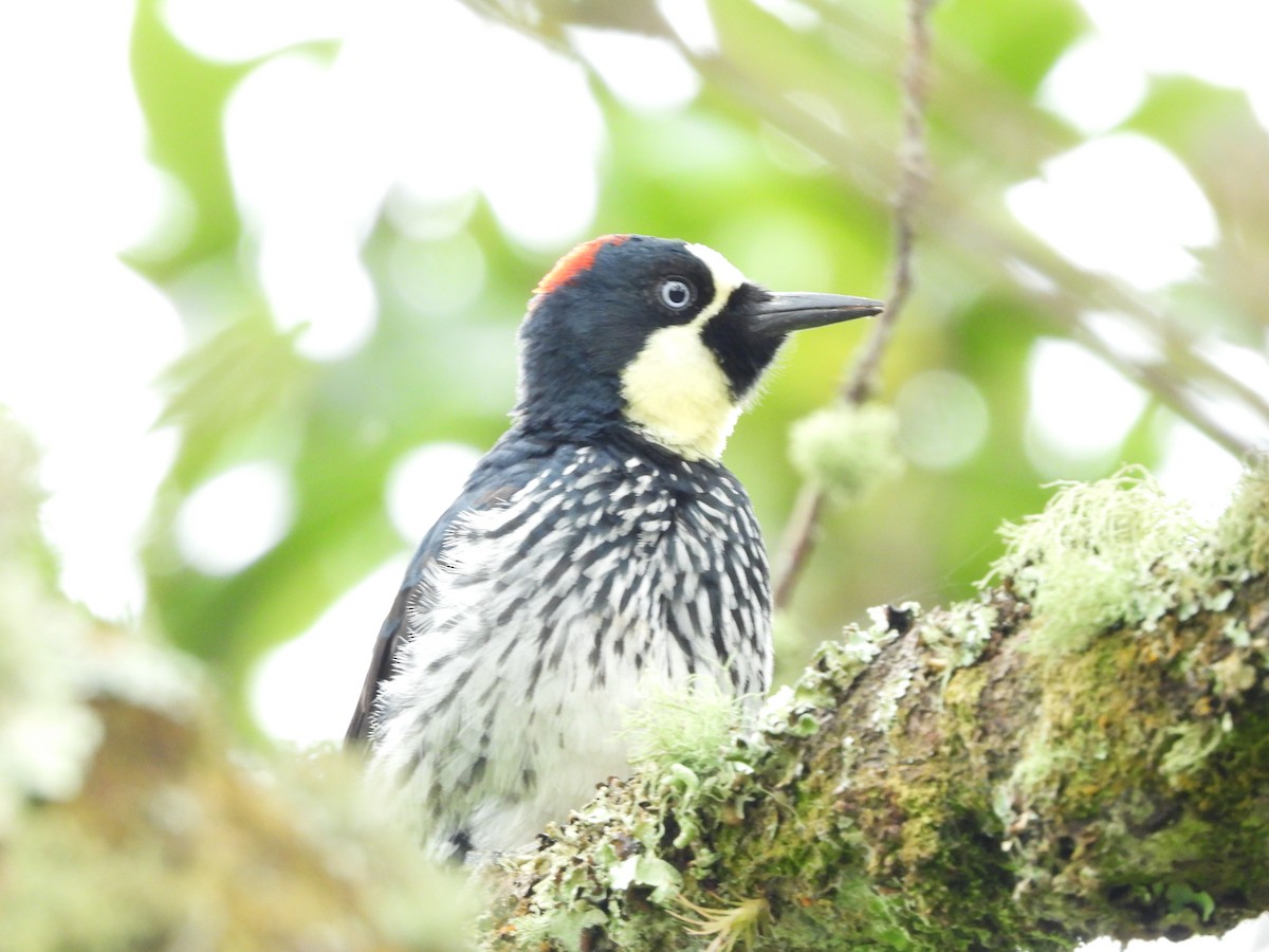 Acorn Woodpecker - ML625012763