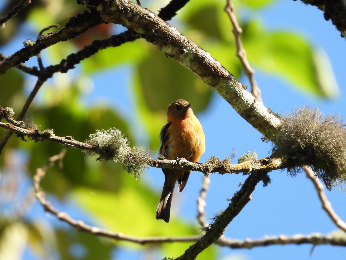 Cinnamon Flycatcher - ML625012783