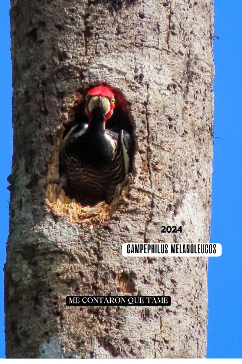 Crimson-crested Woodpecker - ML625012852