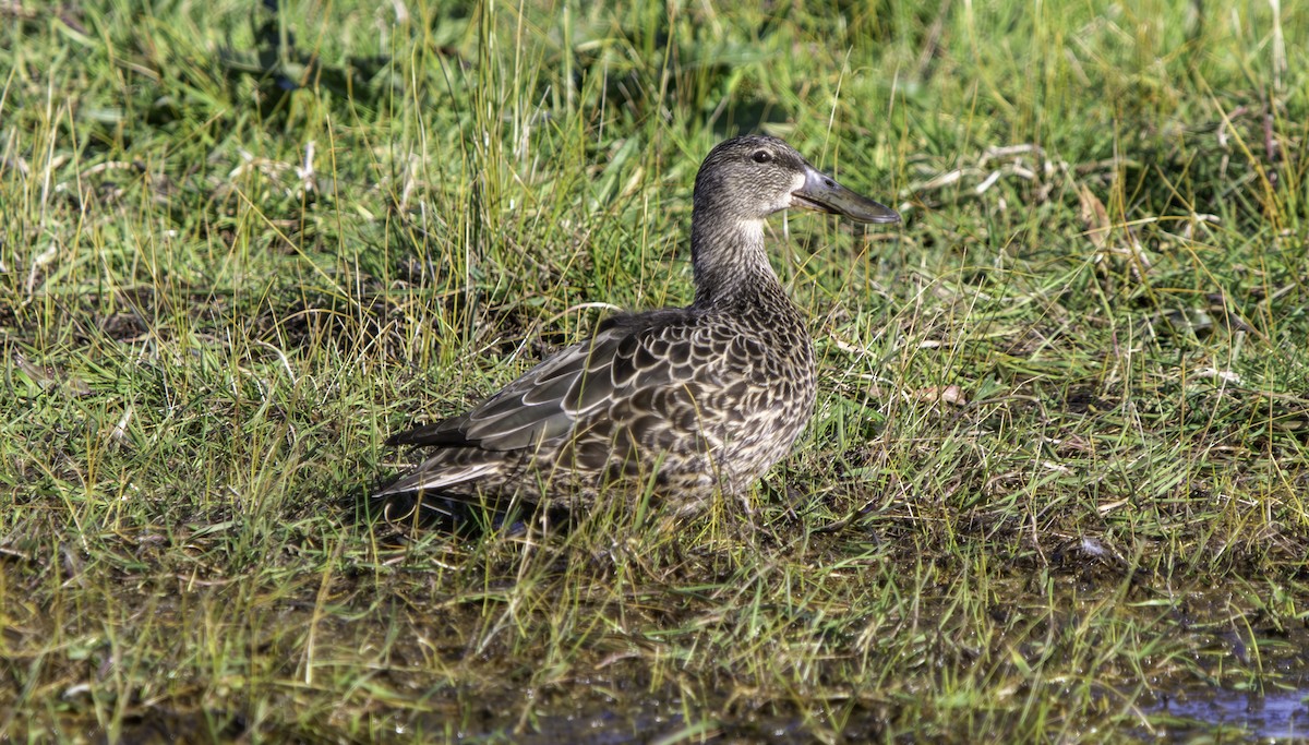 Australasian Shoveler - ML625012922