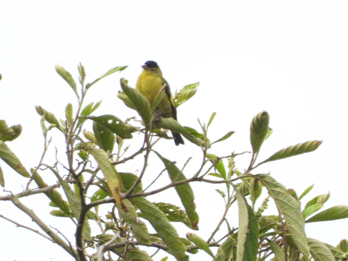 Andean Siskin - ML625012964