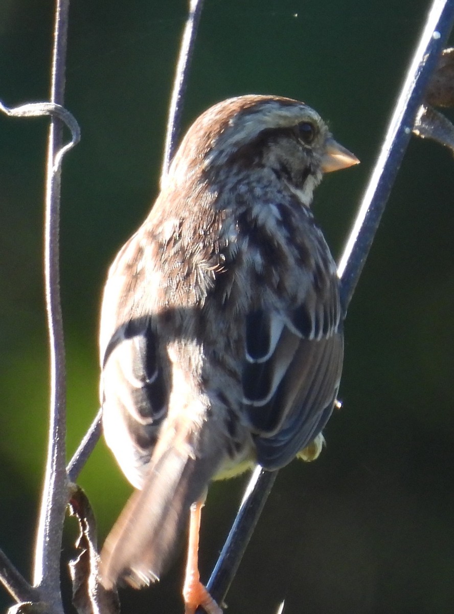 Song Sparrow - ML625012966