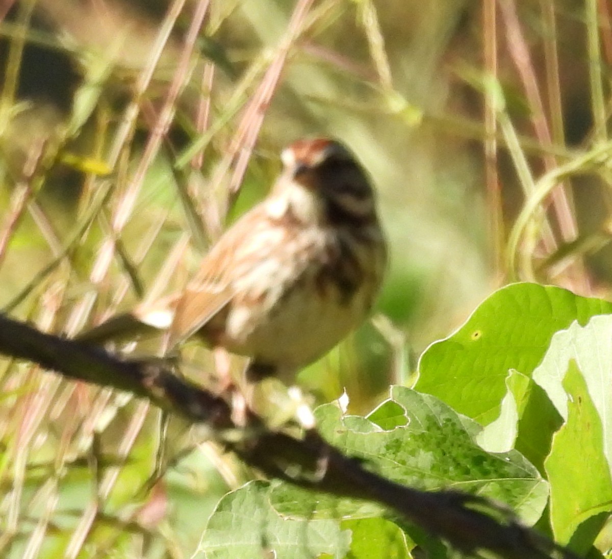 Song Sparrow - ML625012967