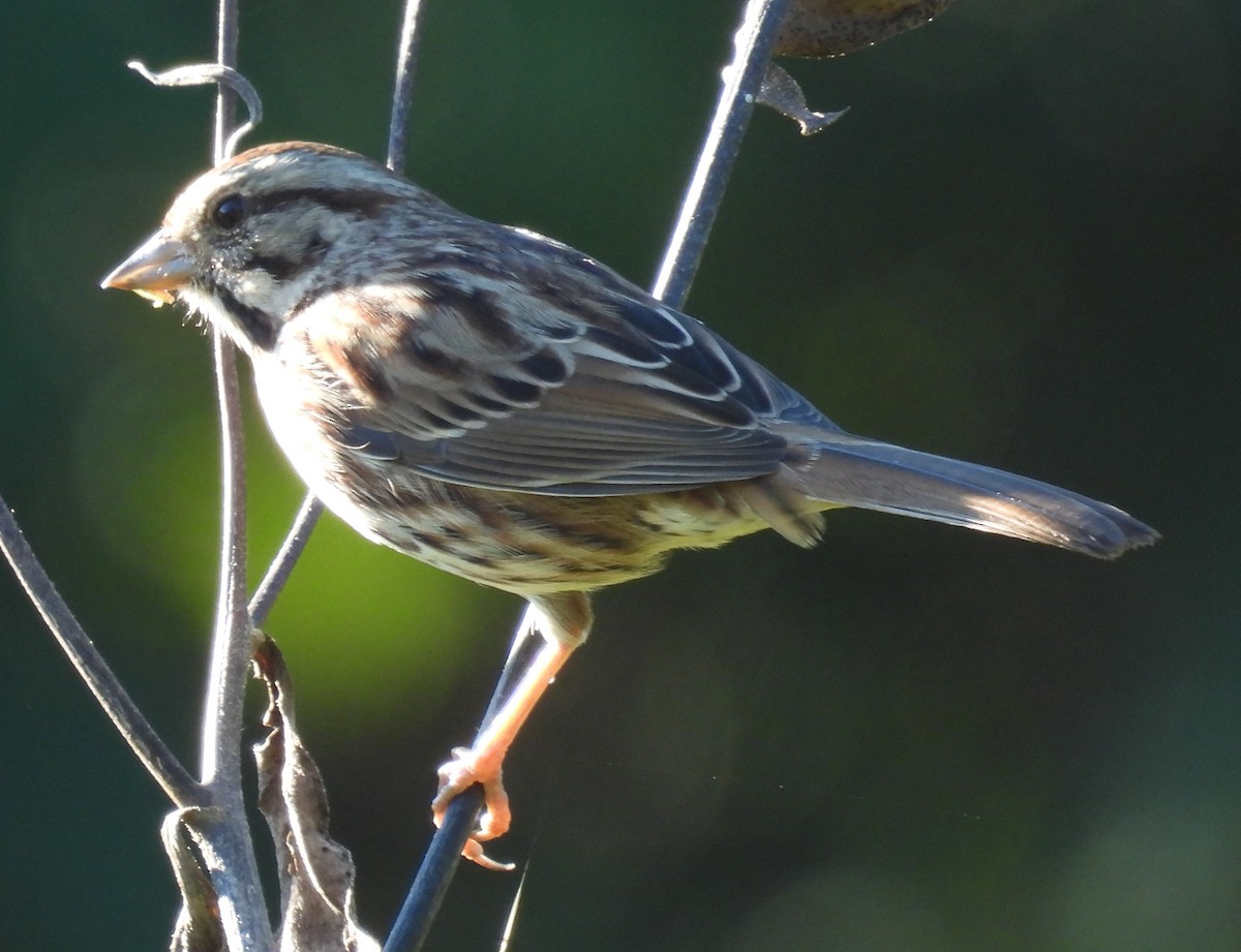 Song Sparrow - ML625012968