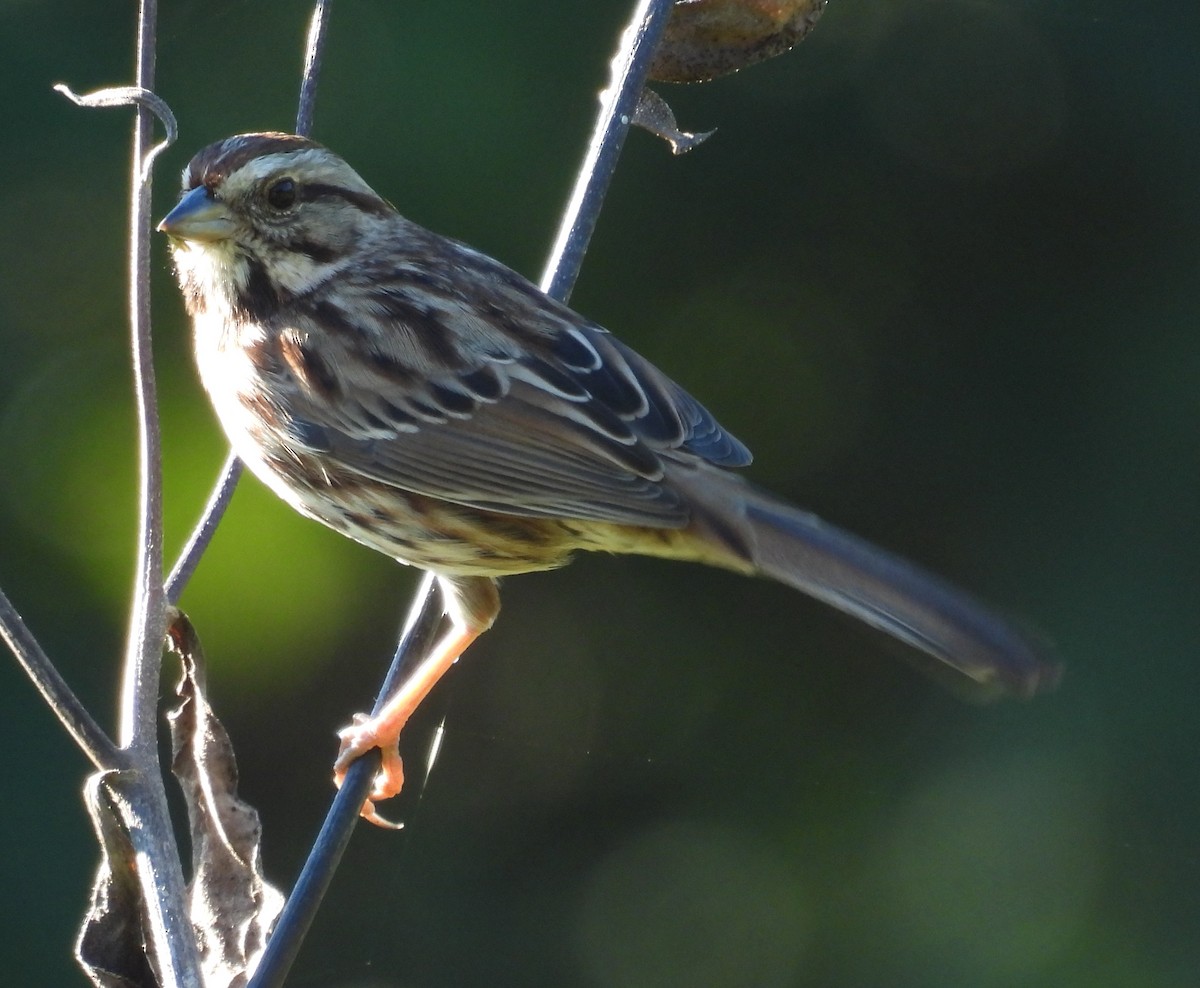 Song Sparrow - ML625012970