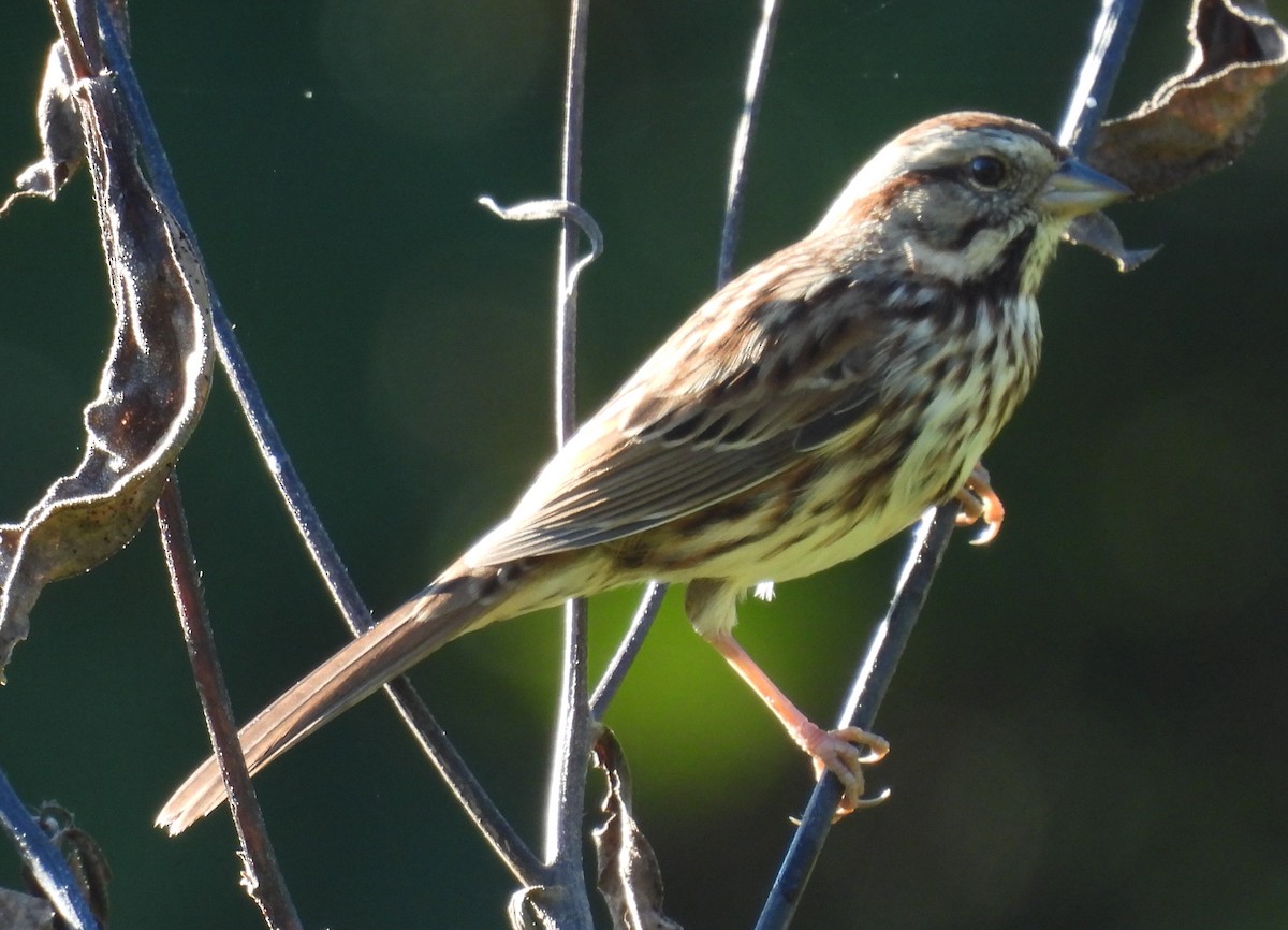Song Sparrow - ML625012972