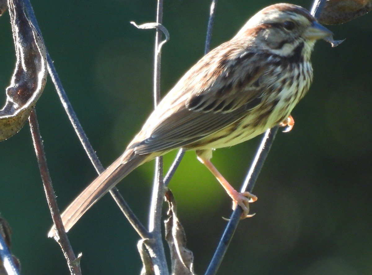 Song Sparrow - ML625012973