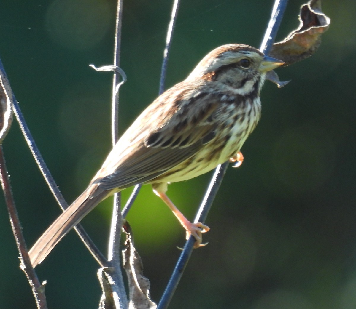 Song Sparrow - ML625012974