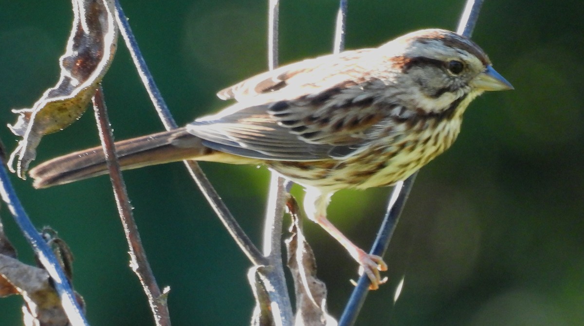 Song Sparrow - ML625012975