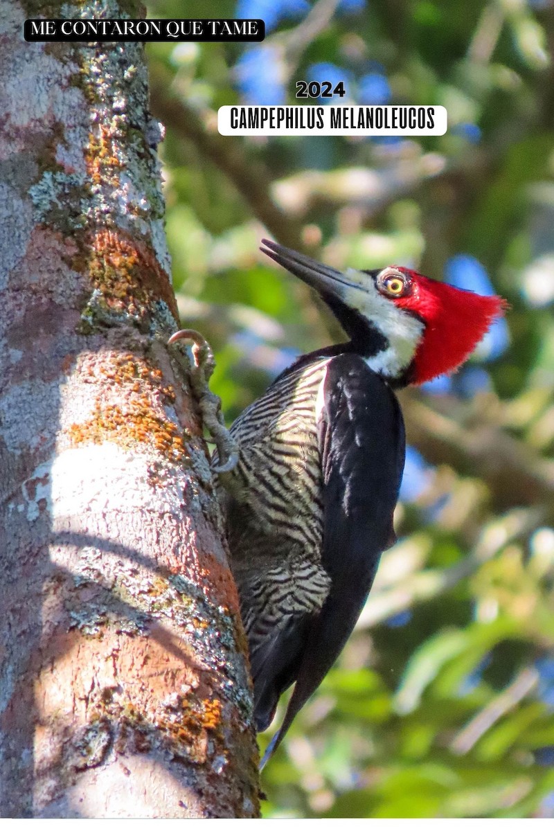 Crimson-crested Woodpecker - ML625013034