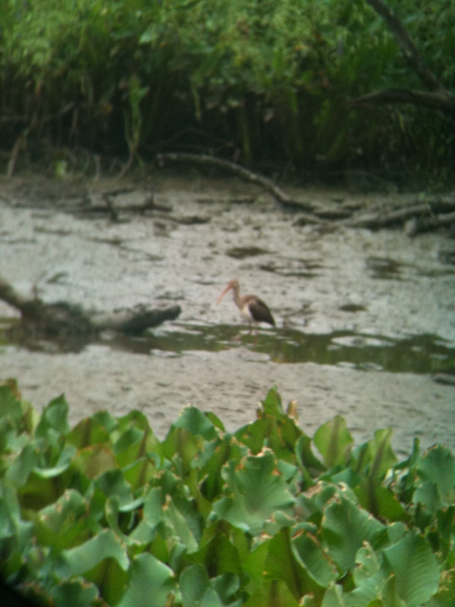 White Ibis - ML625013154