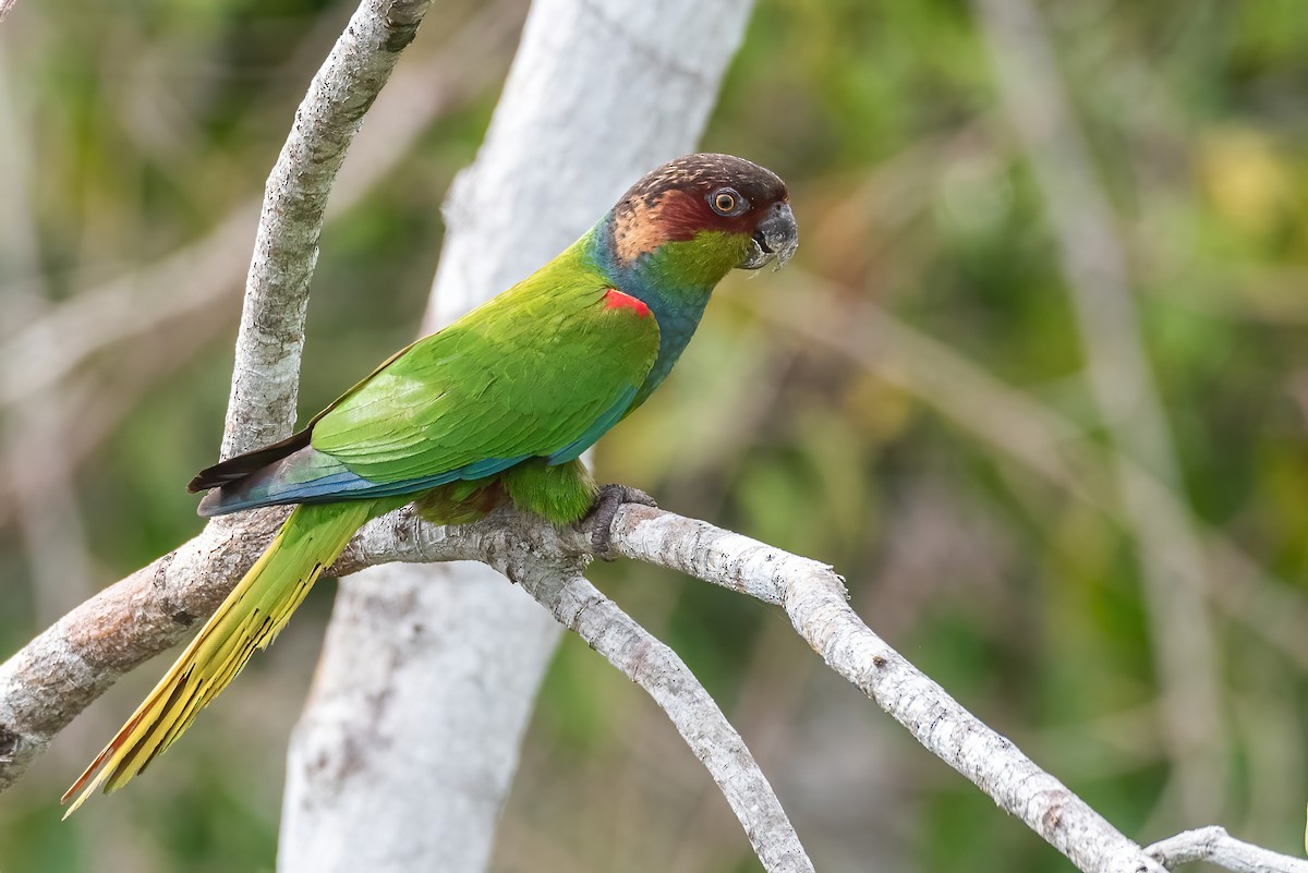 Ochre-marked Parakeet - Ralph Hatt