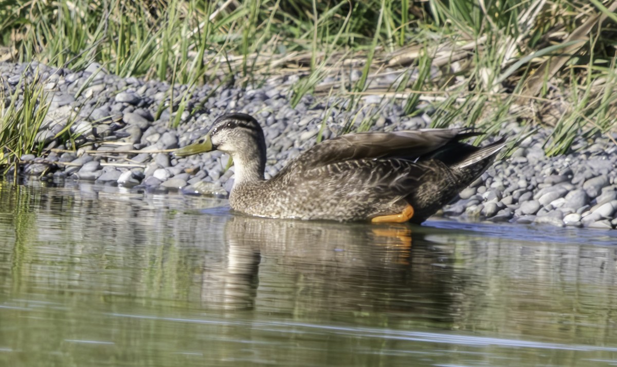 Mallard - ML625013171