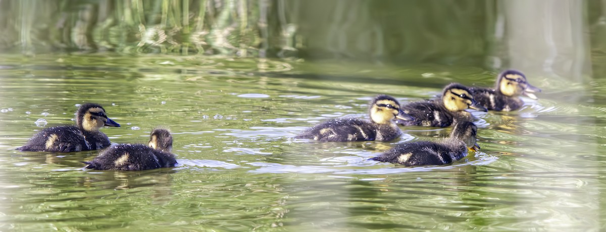 Mallard - ML625013174