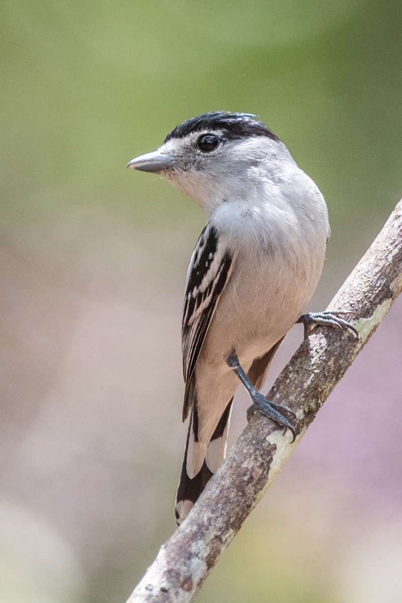 Black-capped Becard - Ralph Hatt