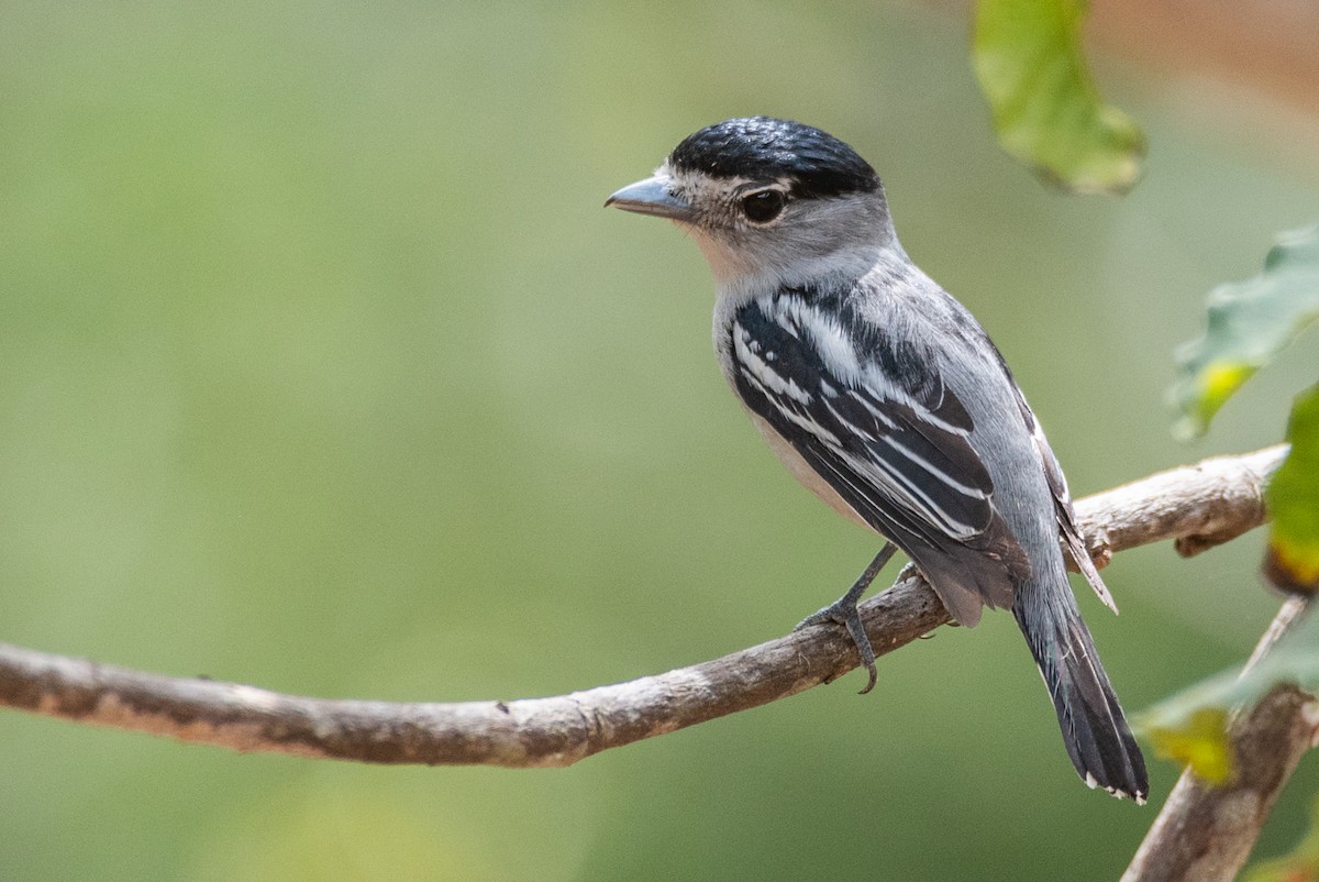 Black-capped Becard - Ralph Hatt