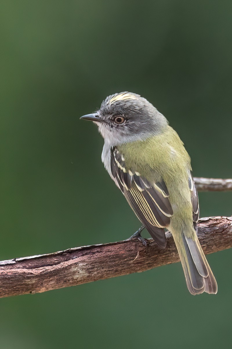 Gray-headed Elaenia - Ralph Hatt