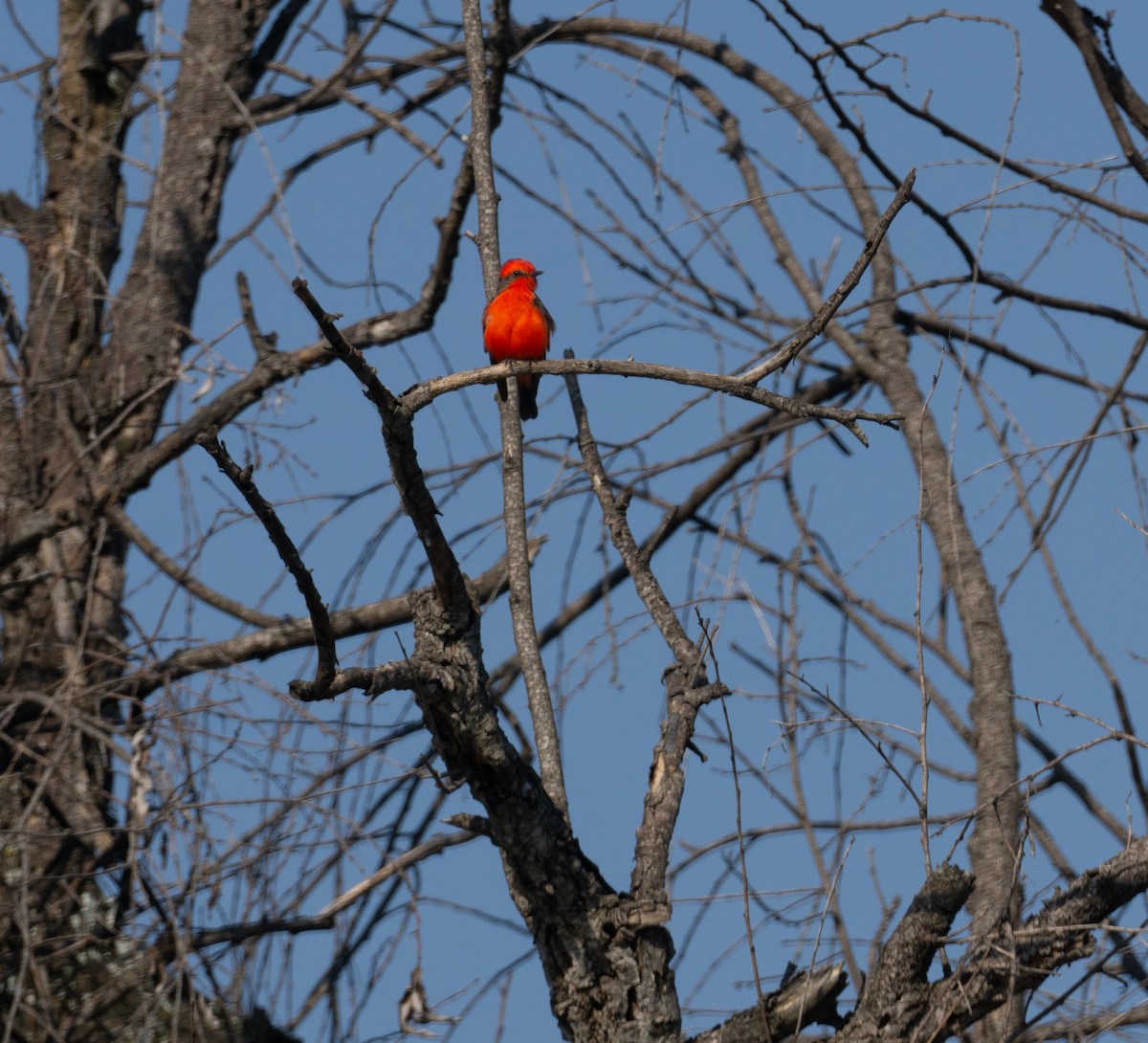 Vermilion Flycatcher - ML625013306