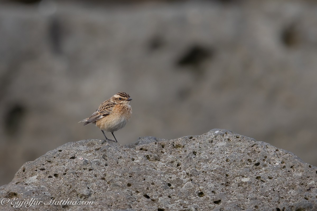 Whinchat - ML625013326