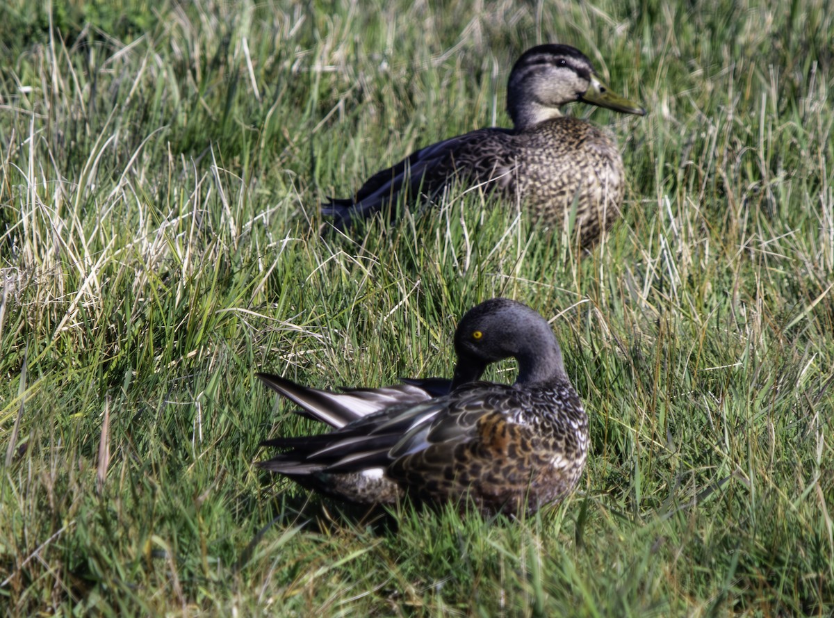 Australasian Shoveler - ML625013349