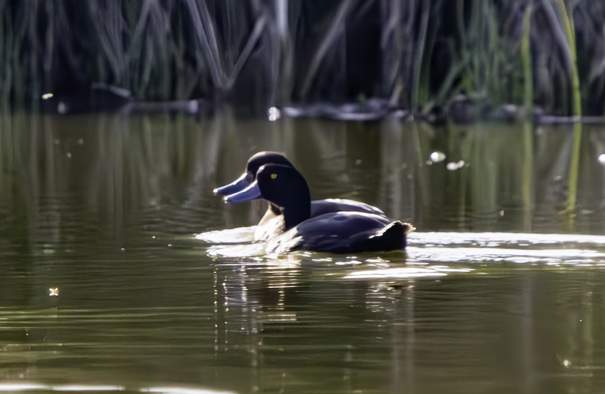 New Zealand Scaup - ML625013397