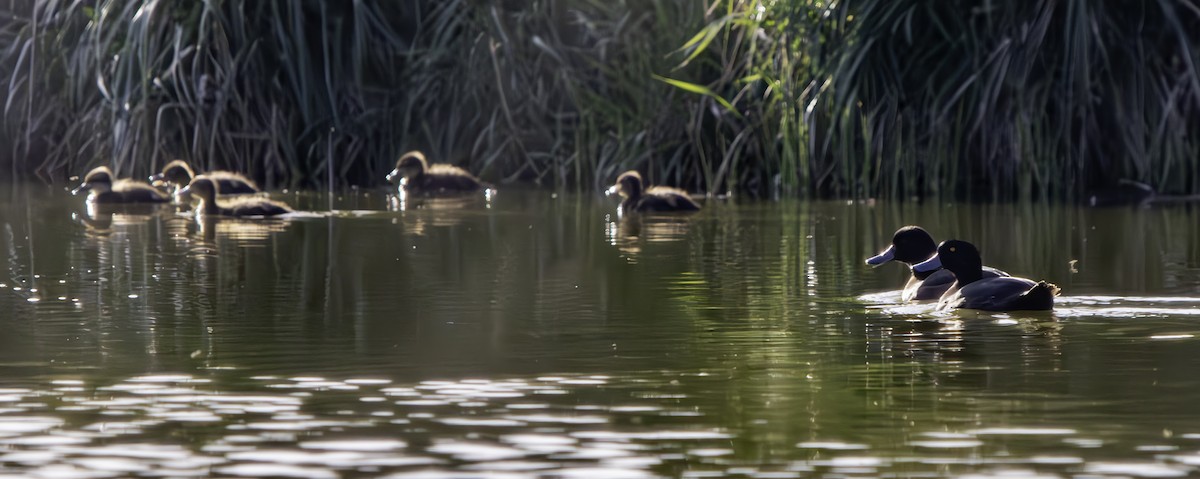 New Zealand Scaup - ML625013398