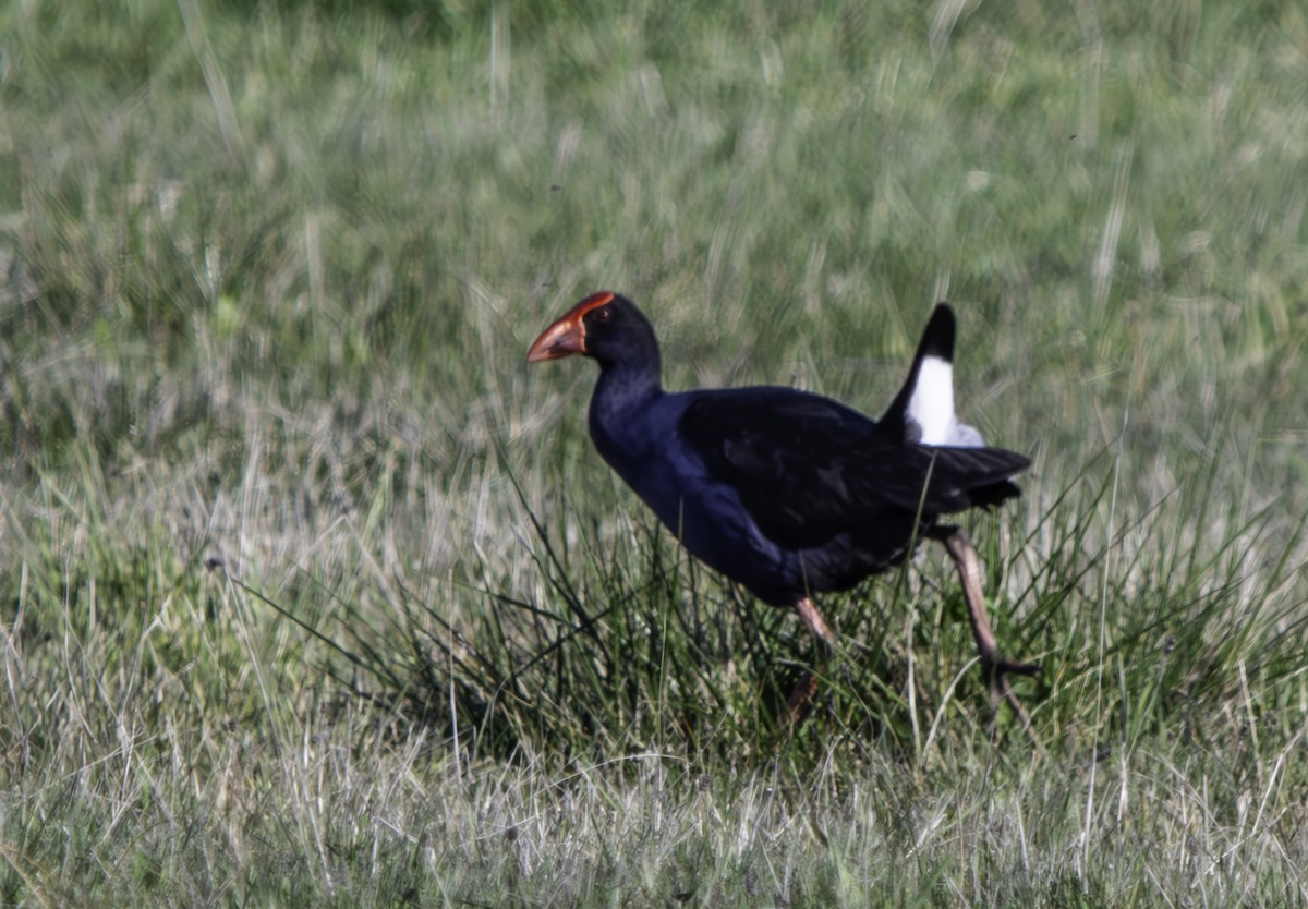 Australasian Swamphen - ML625013422