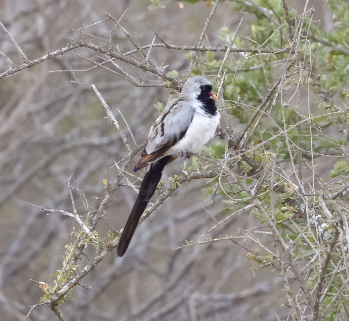 Namaqua Dove - ML625013440