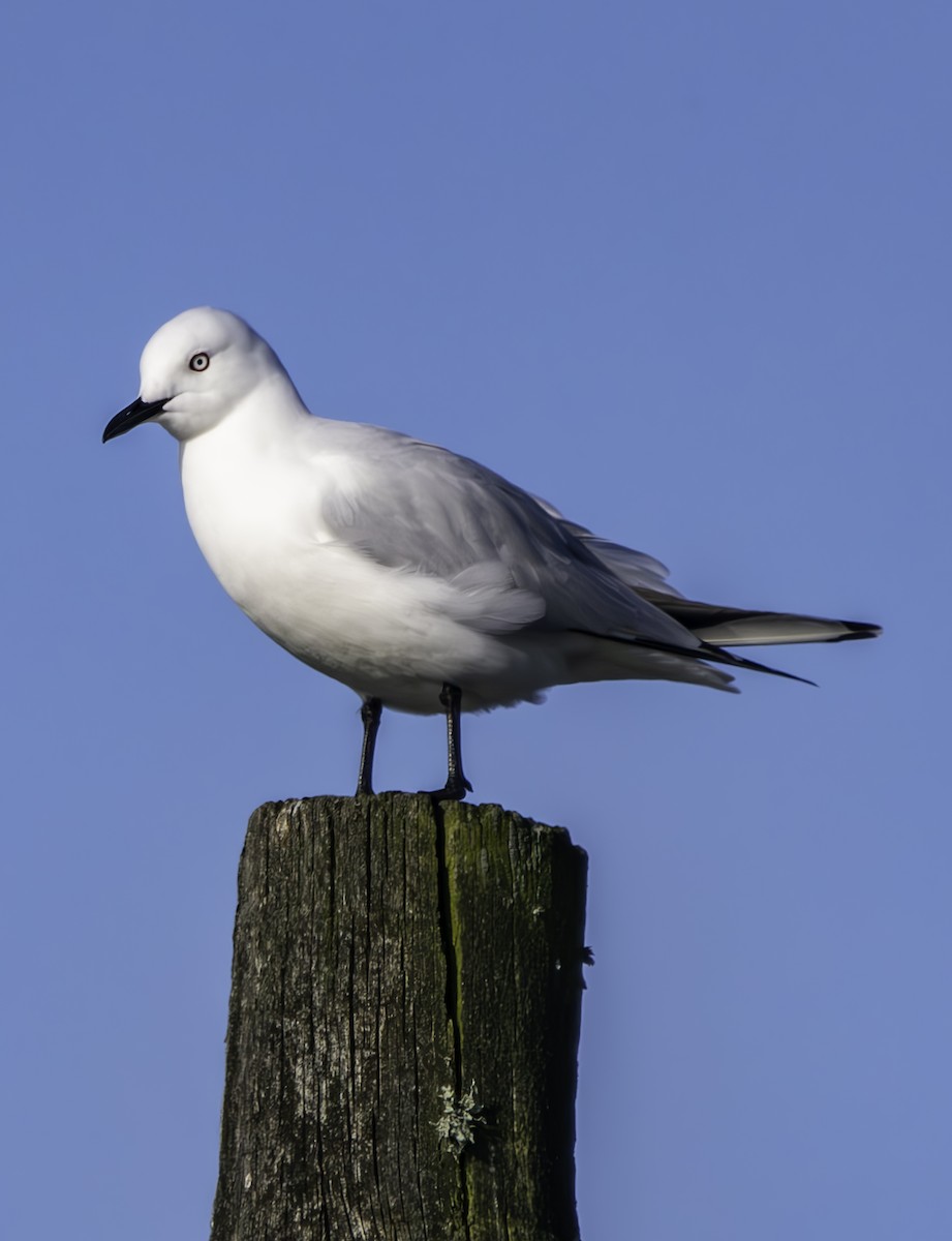 Black-billed Gull - ML625013443