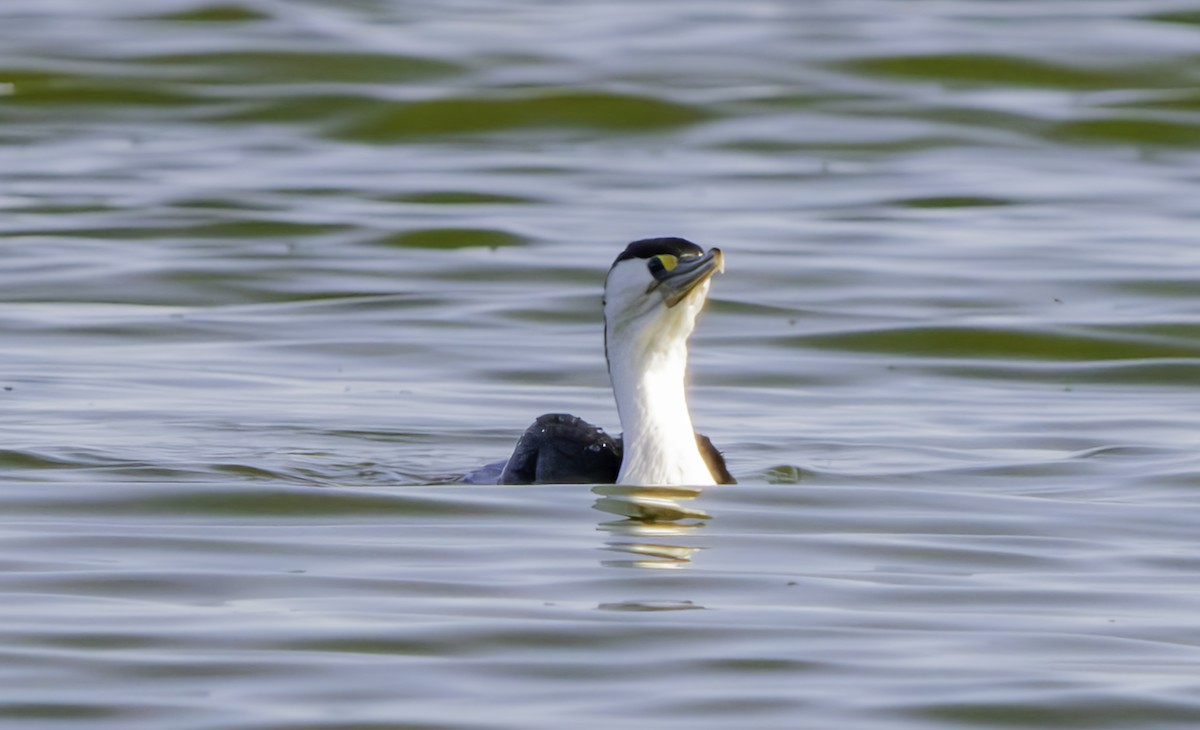 Pied Cormorant - ML625013468