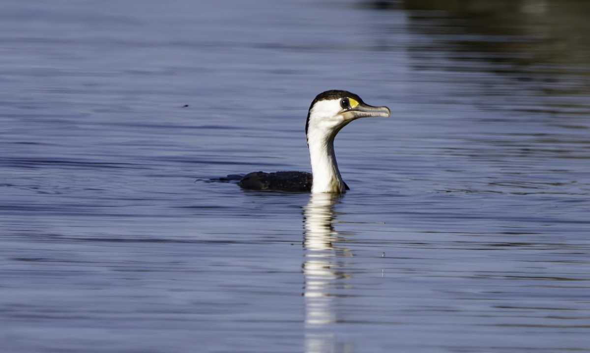 Pied Cormorant - ML625013469