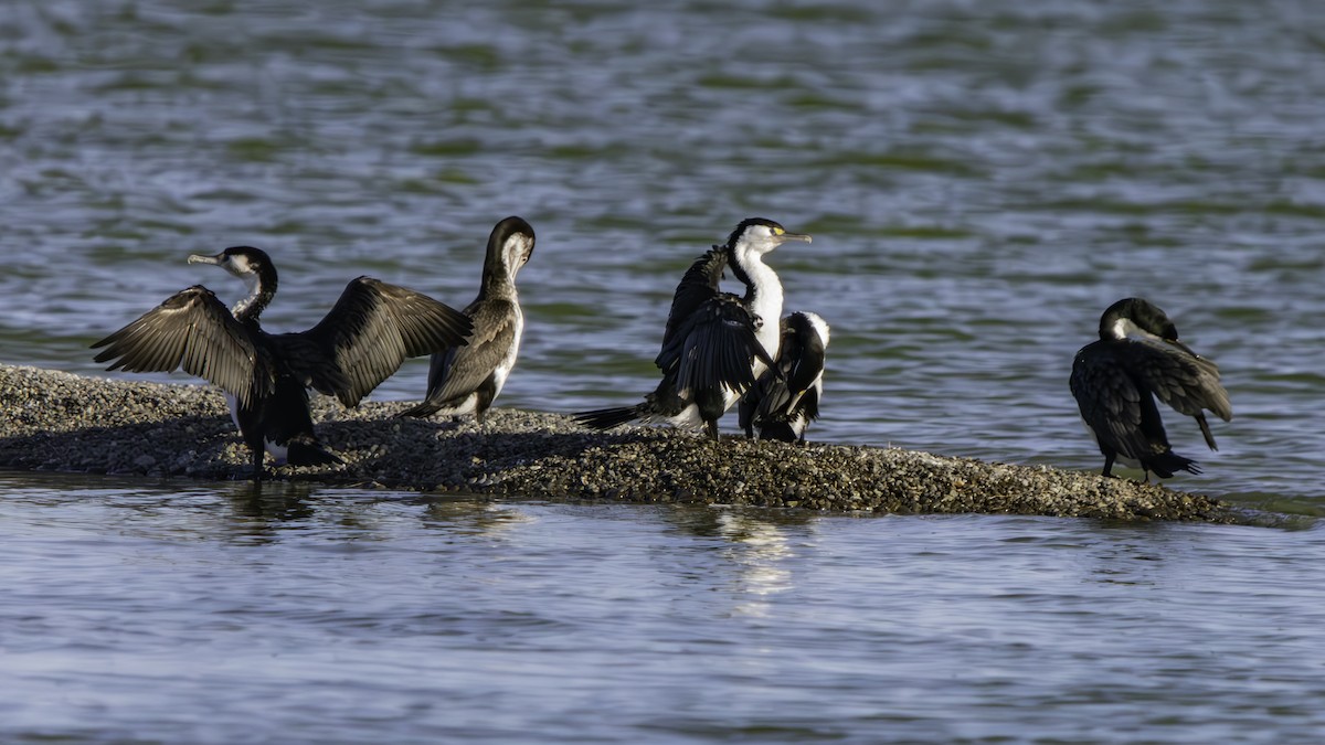 Pied Cormorant - ML625013471