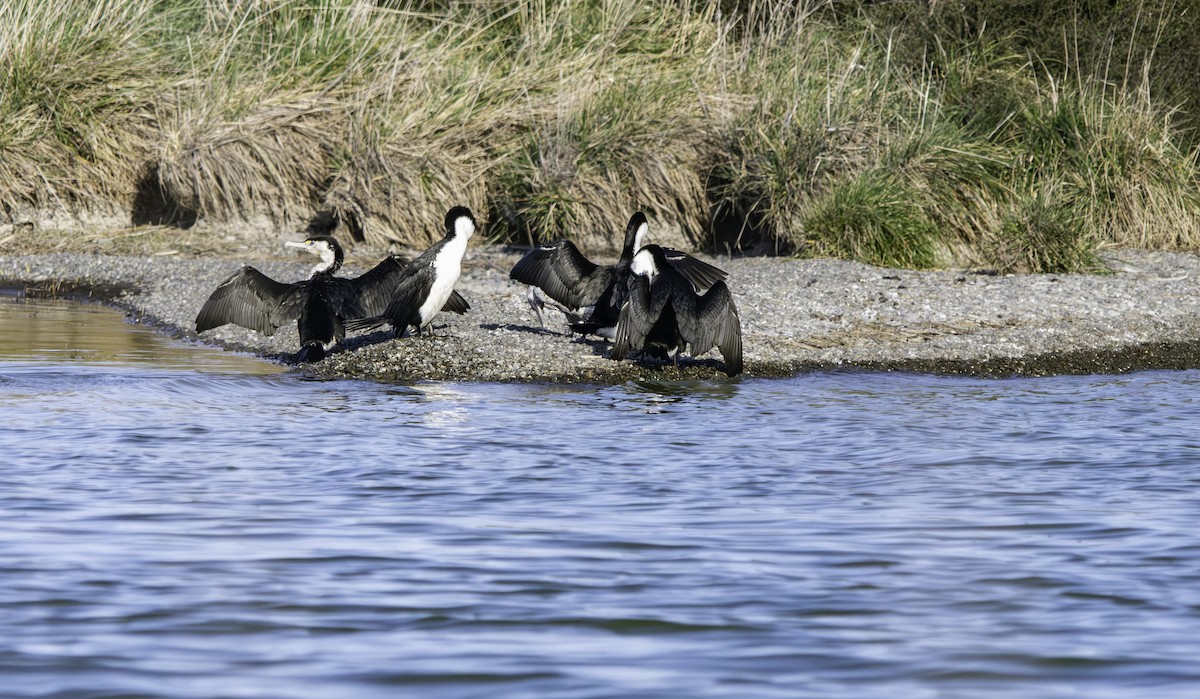 Pied Cormorant - ML625013472