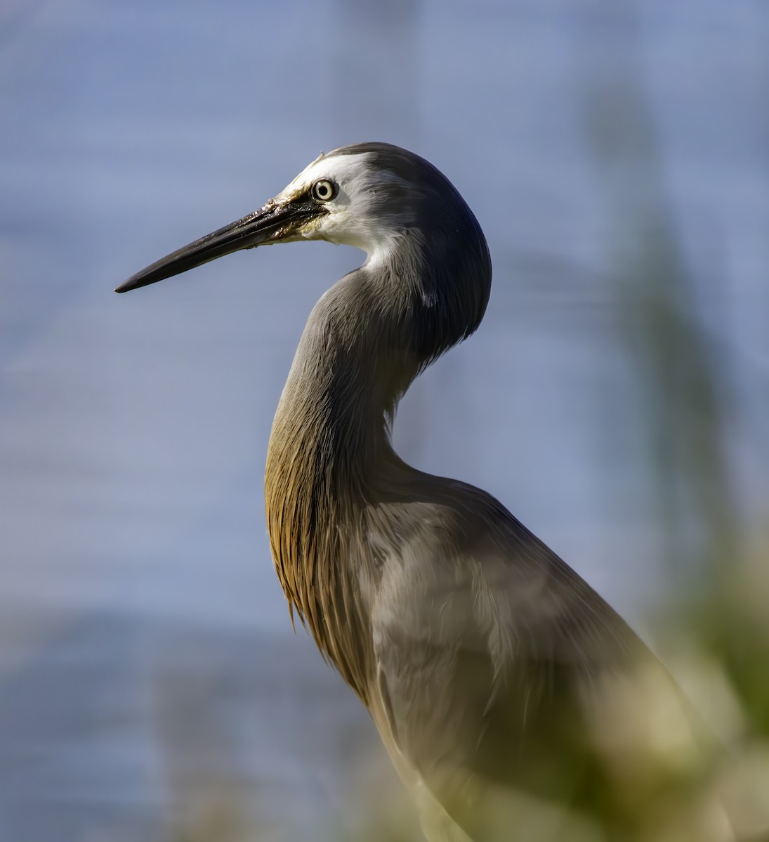 White-faced Heron - ML625013491