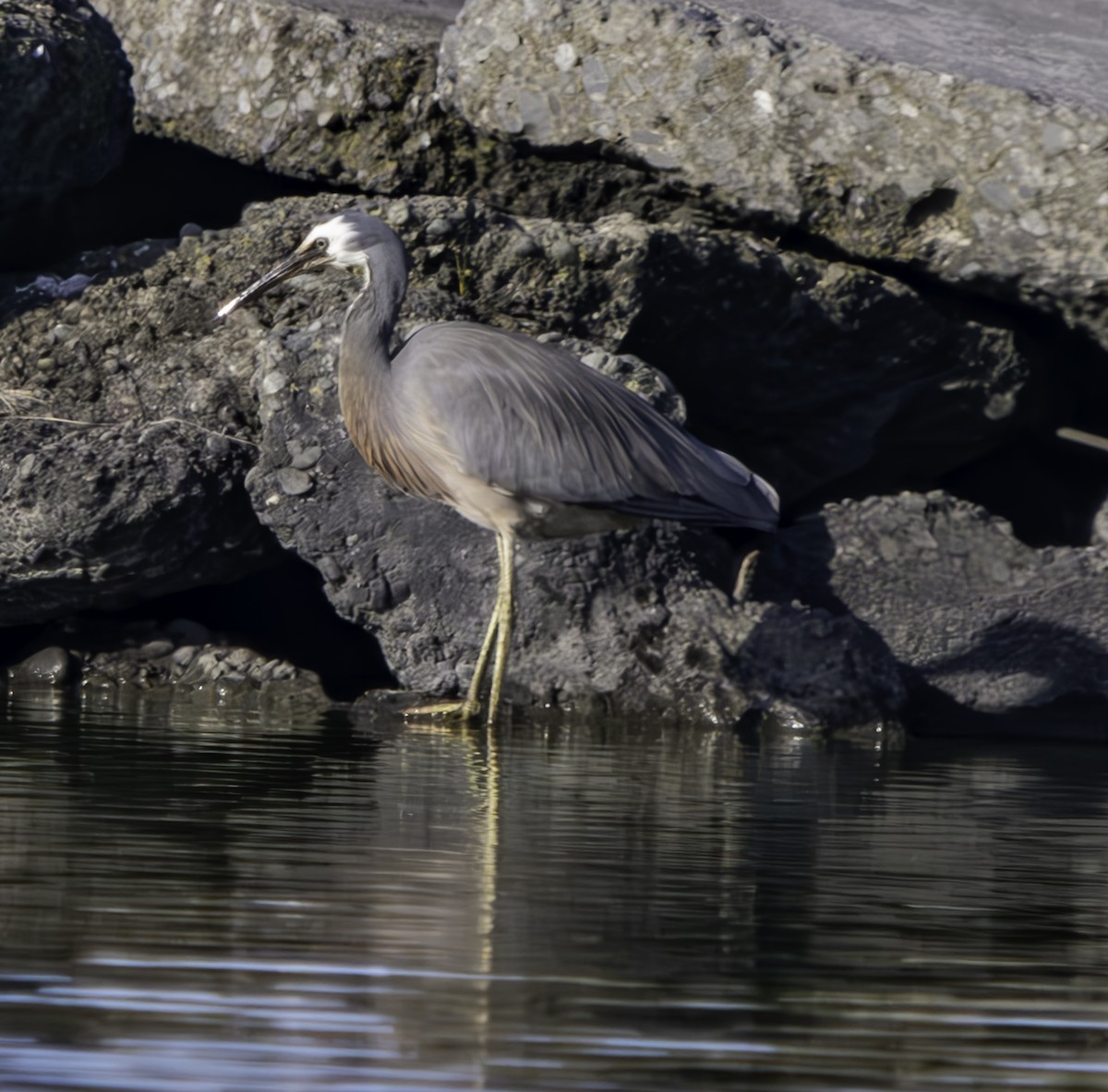 White-faced Heron - ML625013492