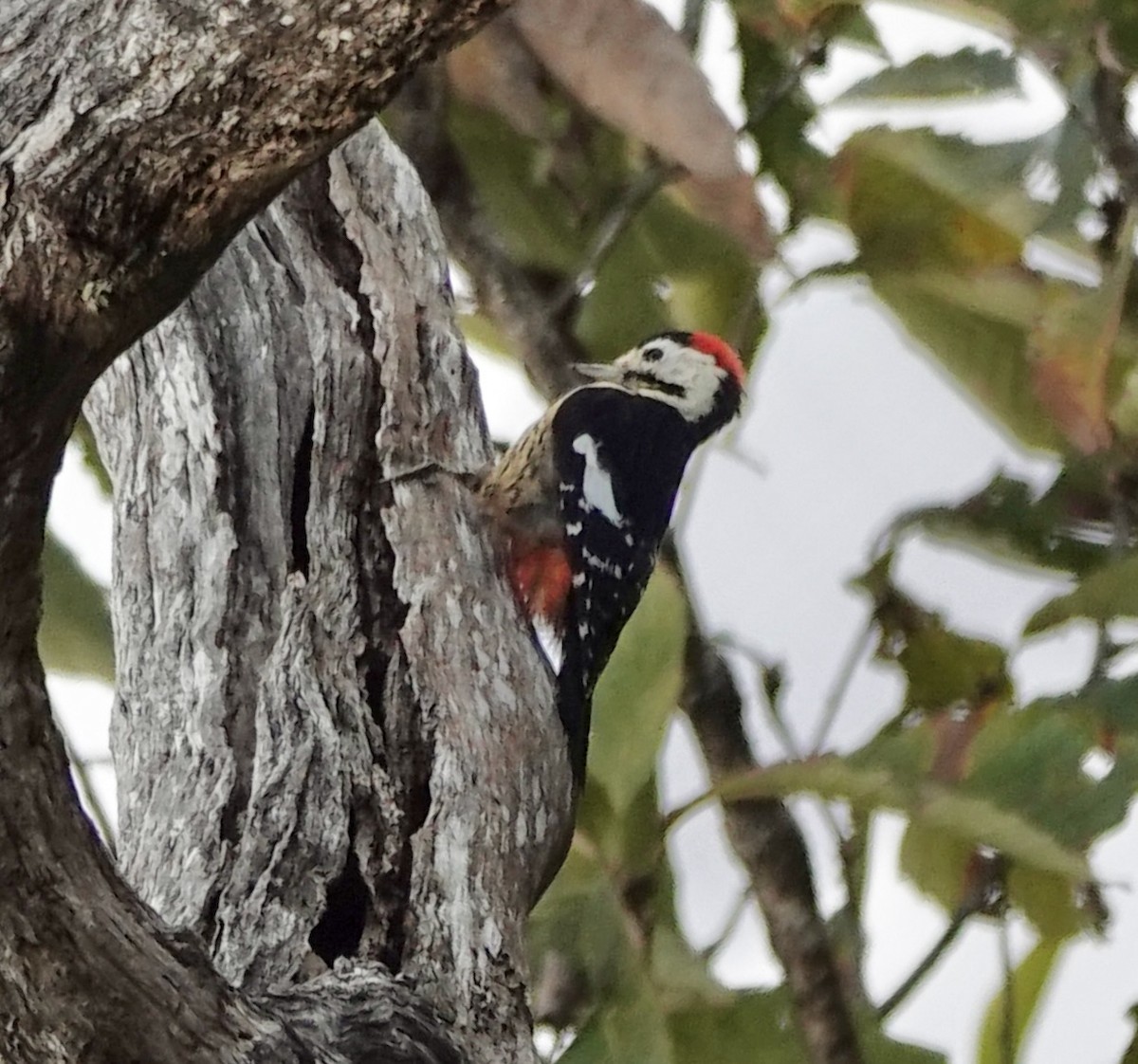 Necklaced Woodpecker - ML625013621